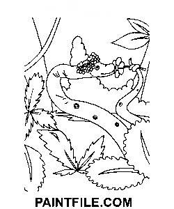 Wie man 38 Papageien zeichnet Ausmalbild
