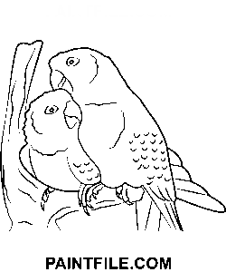 Niedliches Papageienpaar Ausmalbild