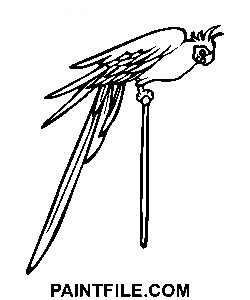Papagei für Fans Ausmalbild