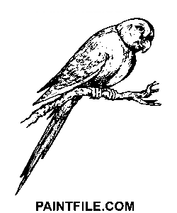 Papagei-Strichzeichnung Ausmalbild
