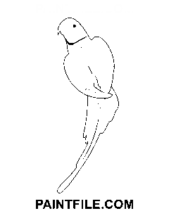 Papagei zum Ausdrucken Ausmalbild