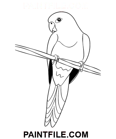 Junger Papagei Ausmalbild