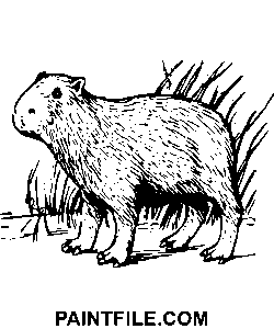 Line Art Capybara farvelægning side