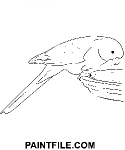 Australsk papegøje farvelægning side