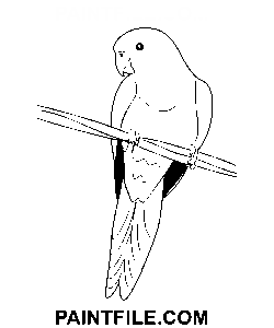 Ung papegøje farvelægning side