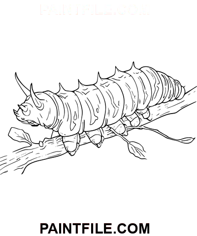 Gąsienica Clipart kolorowanka