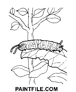 Gąsienica monarchy kolorowanka