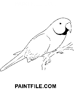 Gul papegoja målarbok
