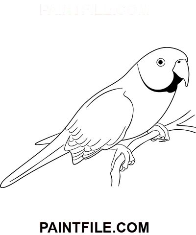 Gul papegoja målarbok