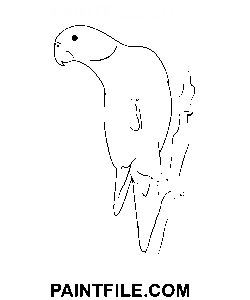 Papoušek červenokřídlý omalovánka