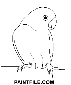 Mluvící papoušek omalovánka
