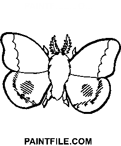 Gece Güvesi boyama sayfası