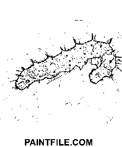 Boyalı Bayan Tırtıl boyama sayfası