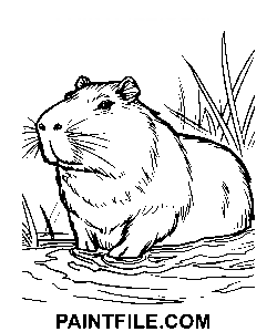 Capybara Line Art vektor kifestő